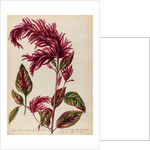 Red amaranth specimen by Jacob van Huysum