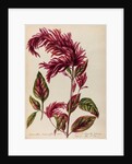 Red amaranth specimen by Jacob van Huysum