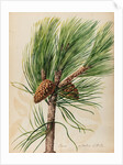 Scots pine specimen by Jacob van Huysum