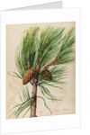 Scots pine specimen by Jacob van Huysum