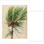 Scots pine specimen by Jacob van Huysum