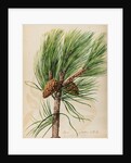 Scots pine specimen by Jacob van Huysum