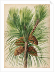 Scots pine specimen by Jacob van Huysum