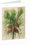 Scots pine specimen by Jacob van Huysum
