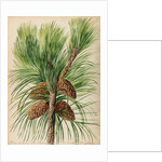 Scots pine specimen by Jacob van Huysum