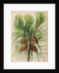 Scots pine specimen by Jacob van Huysum