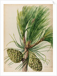 Stone pine specimen by Jacob van Huysum