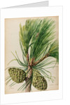 Stone pine specimen by Jacob van Huysum