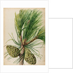 Stone pine specimen by Jacob van Huysum