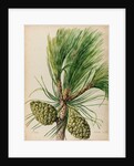 Stone pine specimen by Jacob van Huysum