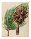 American pine specimen by Jacob van Huysum