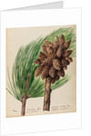 American pine specimen by Jacob van Huysum