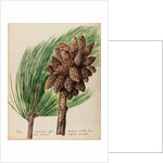 American pine specimen by Jacob van Huysum