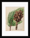 American pine specimen by Jacob van Huysum