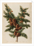Cedar of Lebanon specimen by Jacob van Huysum