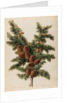 Cedar of Lebanon specimen by Jacob van Huysum