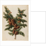 Cedar of Lebanon specimen by Jacob van Huysum