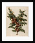 Cedar of Lebanon specimen by Jacob van Huysum