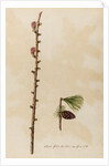 European larch specimen by Jacob van Huysum