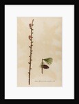 European larch specimen by Jacob van Huysum