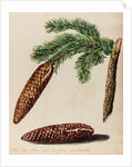 Fir tree specimen by Jacob van Huysum