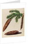 Fir tree specimen by Jacob van Huysum