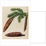 Fir tree specimen by Jacob van Huysum