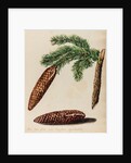 Fir tree specimen by Jacob van Huysum