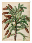 Fir tree specimen by Jacob van Huysum
