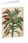 Fir tree specimen by Jacob van Huysum