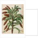 Fir tree specimen by Jacob van Huysum