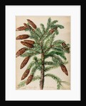 Fir tree specimen by Jacob van Huysum