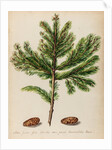 Spruce fir tree specimen by Jacob van Huysum