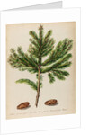 Spruce fir tree specimen by Jacob van Huysum