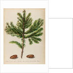 Spruce fir tree specimen by Jacob van Huysum