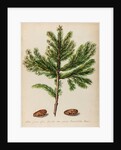 Spruce fir tree specimen by Jacob van Huysum
