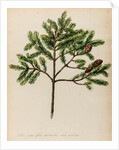 Spruce fir tree specimen by Jacob van Huysum