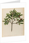 Spruce fir tree specimen by Jacob van Huysum