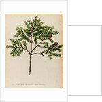 Spruce fir tree specimen by Jacob van Huysum