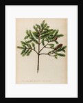 Spruce fir tree specimen by Jacob van Huysum