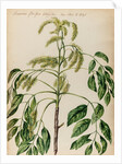 Ash specimen by Jacob van Huysum