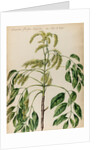 Ash specimen by Jacob van Huysum