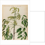 Ash specimen by Jacob van Huysum