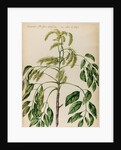 Ash specimen by Jacob van Huysum