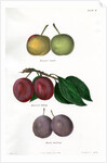 Plum varieties by Ebenezer Emmons junior