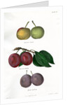 Plum varieties by Ebenezer Emmons junior