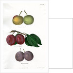 Plum varieties by Ebenezer Emmons junior