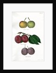 Plum varieties by Ebenezer Emmons junior