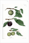 Plum varieties by Ebenezer Emmons junior