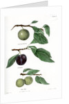 Plum varieties by Ebenezer Emmons junior
